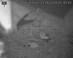 Capi_Dubne_20260621_014502.jpg