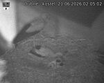 Capi_Dubne_20260621_020502.jpg