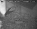 Capi_Dubne_20260621_023503.jpg