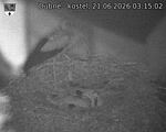 Capi_Dubne_20260621_031502.jpg
