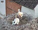 Capi_Dubne_20260621_045004.jpg