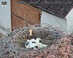 Capi_Dubne_20260621_051004.jpg