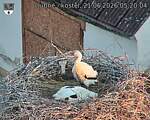 Capi_Dubne_20260621_052004.jpg