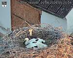 Capi_Dubne_20260621_052504.jpg