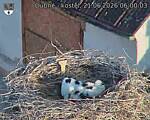 Capi_Dubne_20260621_060003.jpg