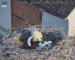Capi_Dubne_20260621_062002.jpg