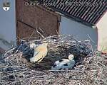 Capi_Dubne_20260621_062503.jpg