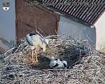 Capi_Dubne_20260621_063503.jpg