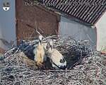 Capi_Dubne_20260621_064504.jpg