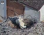 Capi_Dubne_20260621_065502.jpg