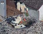 Capi_Dubne_20260621_070003.jpg