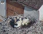 Capi_Dubne_20260621_071503.jpg