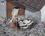 Capi_Dubne_20260621_073503.jpg