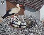 Capi_Dubne_20260621_074003.jpg
