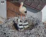 Capi_Dubne_20260621_074503.jpg