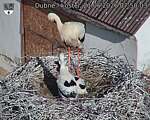 Capi_Dubne_20260621_075003.jpg