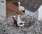 Capi_Dubne_20260621_080002.jpg