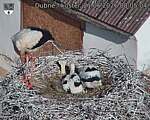 Capi_Dubne_20260621_080504.jpg