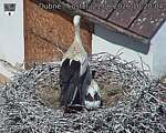 Capi_Dubne_20260621_102004.jpg
