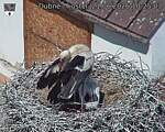 Capi_Dubne_20260621_102503.jpg