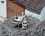 Capi_Dubne_20260621_103002.jpg