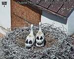Capi_Dubne_20260621_104004.jpg