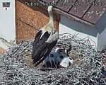 Capi_Dubne_20260621_113503.jpg
