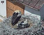 Capi_Dubne_20260621_122004.jpg