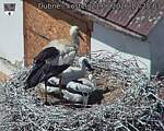 Capi_Dubne_20260621_122503.jpg