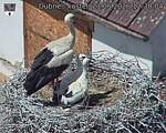 Capi_Dubne_20260621_123004.jpg