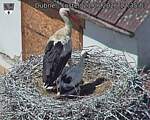 Capi_Dubne_20260621_123503.jpg