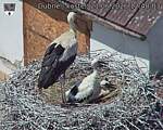 Capi_Dubne_20260621_124003.jpg