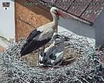 Capi_Dubne_20260621_125503.jpg