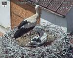 Capi_Dubne_20260621_130003.jpg