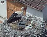 Capi_Dubne_20260621_130504.jpg