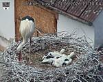 Capi_Dubne_20260621_131004.jpg