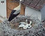 Capi_Dubne_20260621_131503.jpg