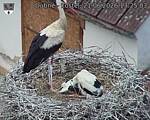Capi_Dubne_20260621_132503.jpg