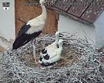 Capi_Dubne_20260621_133003.jpg