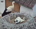 Capi_Dubne_20260621_133504.jpg