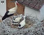 Capi_Dubne_20260621_134003.jpg
