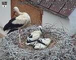 Capi_Dubne_20260621_134504.jpg