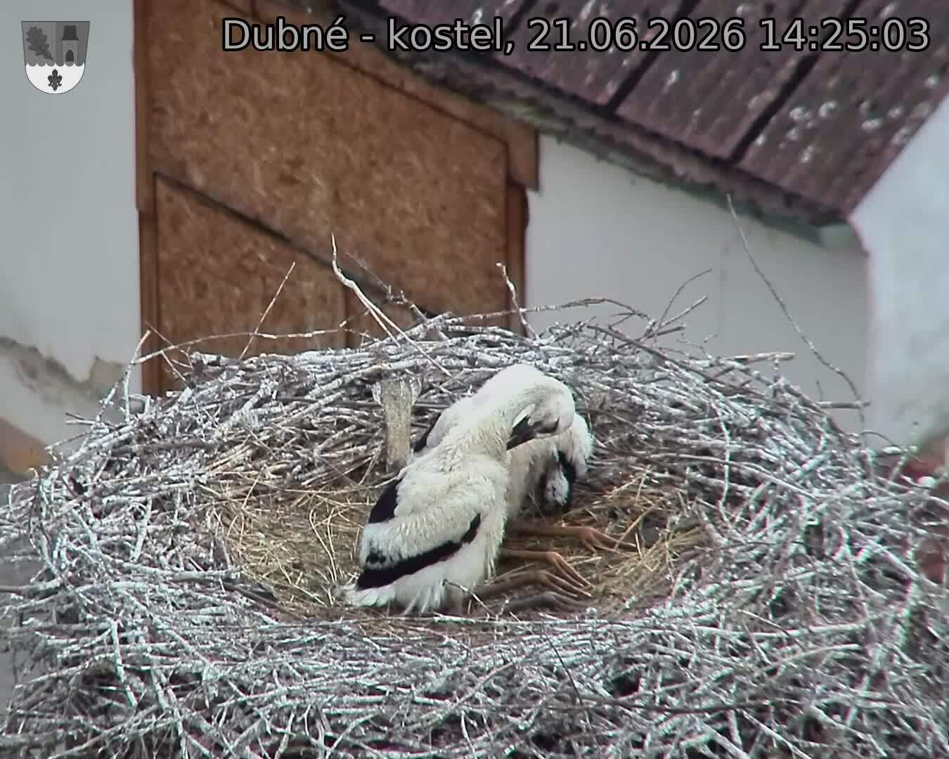 Capi_Dubne_20260621_142503.jpg (1350&nbsp;x&nbsp;1080)