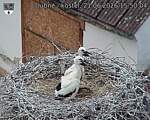 Capi_Dubne_20260621_155004.jpg