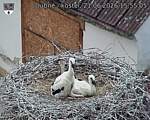 Capi_Dubne_20260621_155505.jpg
