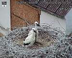 Capi_Dubne_20260621_160004.jpg