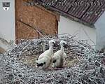 Capi_Dubne_20260621_160505.jpg