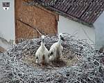 Capi_Dubne_20260621_162004.jpg