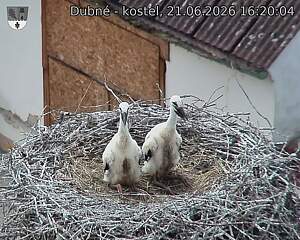 Capi_Dubne_20260621_162004.jpg (1350&nbsp;x&nbsp;1080)