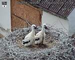 Capi_Dubne_20260621_162504.jpg